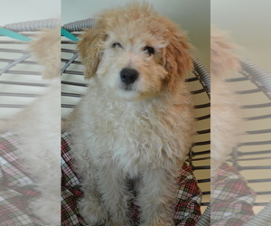 Goldendoodle (Miniature) Puppy for sale in PATERSON, NJ, USA