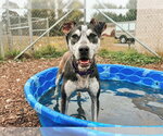Small #2 Siberian Husky Mix