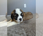 Small Photo #6 Saint Bernard Puppy For Sale in PALM COAST, FL, USA