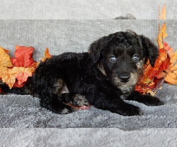 Medium Photo #5 Miniature Labradoodle Puppy For Sale in FREDERICKSBURG, OH, USA