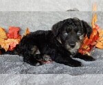 Small Photo #5 Miniature Labradoodle Puppy For Sale in FREDERICKSBURG, OH, USA