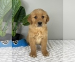 Small #3 Golden Retriever