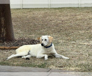Labrador Retriever-Unknown Mix Dogs for adoption in Minneapolis, MN, USA