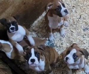 Boxer Puppy for sale in STAFFORD SPRINGS, CT, USA