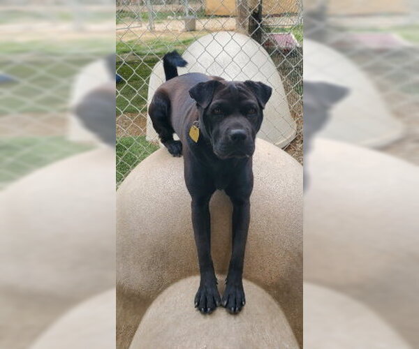 Medium Photo #4 Labrador Retriever-Unknown Mix Puppy For Sale in Ventura, CA, USA
