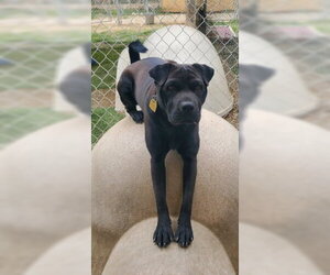 La Brea - Female Labrador Retriever-Unknown Mix Dog for Adoption - Photo #4