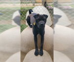 Small #3 Labrador Retriever Mix