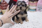 Small Photo #5 Yorkshire Terrier Puppy For Sale in LAS VEGAS, NV, USA