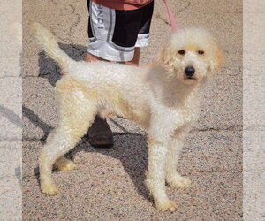 Duke - Male Golden Retriever-Unknown Mix Dog for Adoption - Photo #2