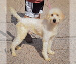 Small Photo #2 Golden Retriever-Unknown Mix Puppy For Sale in Huntley, IL, USA
