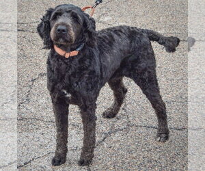 Sage - Female Mutt Dog for Adoption - Photo #4