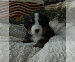 Medium Bernese Mountain Dog