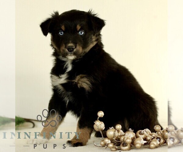 Medium Photo #1 Australian Shepherd Puppy For Sale in LANCASTER, PA, USA