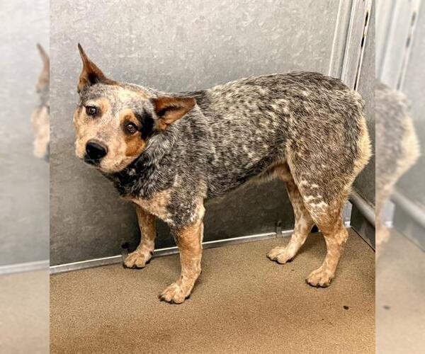 Medium Photo #1 Mutt Puppy For Sale in HESPERIA, CA, USA