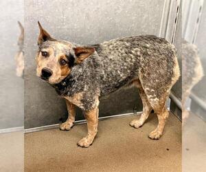 Mutt Dogs for adoption in HESPERIA, CA, USA