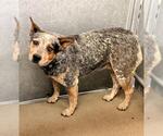 Small Mutt