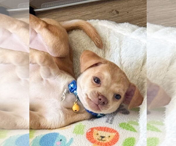 Medium Photo #3 Chihuahua-Unknown Mix Puppy For Sale in Corona, CA, USA