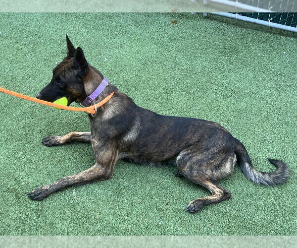 Medium Photo #4 - Mix Puppy For Sale in Imlay City, MI, USA