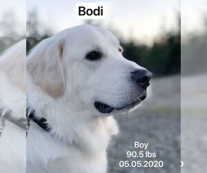 Golden Retriever Dogs for adoption in West Hollywood, CA, USA
