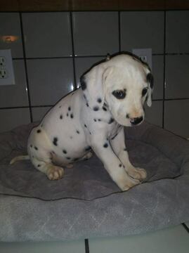 Medium Photo #5 Dalmatian Puppy For Sale in DELANO, CA, USA
