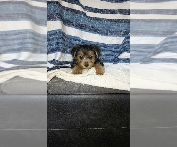 Medium Photo #46 Yorkshire Terrier Puppy For Sale in BENSON, NC, USA