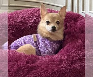 Chiranian Dogs for adoption in Spring Lake, NC, USA