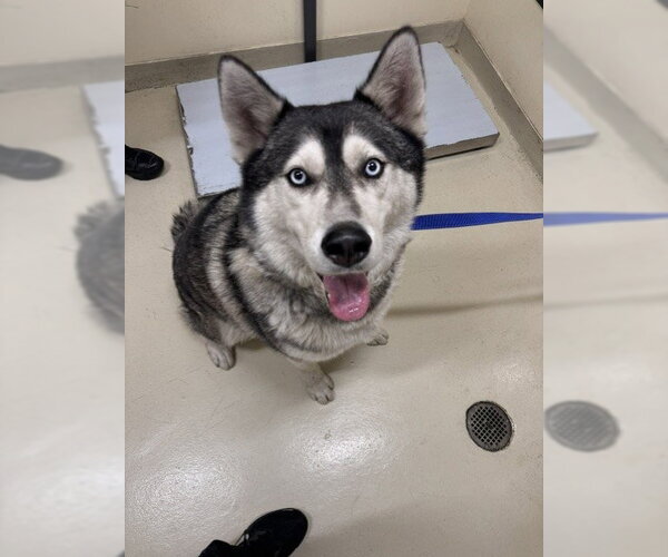 Medium Photo #1 Siberian Husky Puppy For Sale in Fremont, CA, USA