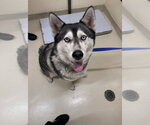 SNOW - Male Siberian Husky Dog for Adoption - Small photo