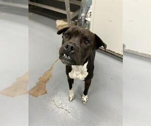 American Pit Bull Terrier-Unknown Mix Dogs for adoption in Peoria, IL, USA