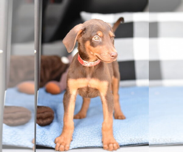 Medium Photo #1 Doberman Pinscher-Unknown Mix Puppy For Sale in Brewster, NY, USA