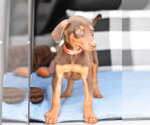 Small Doberman Pinscher Mix