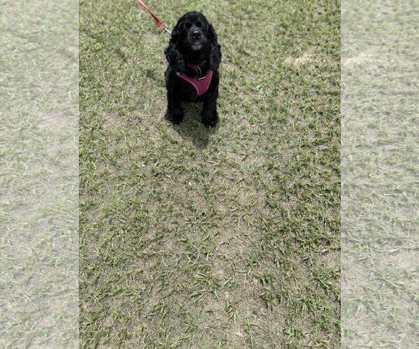 Medium Photo #1 Cocker Spaniel Puppy For Sale in ft lauderdale, FL, USA