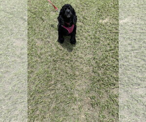 Cocker Spaniel Dogs for adoption in ft lauderdale, FL, USA