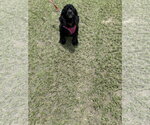 Small Cocker Spaniel
