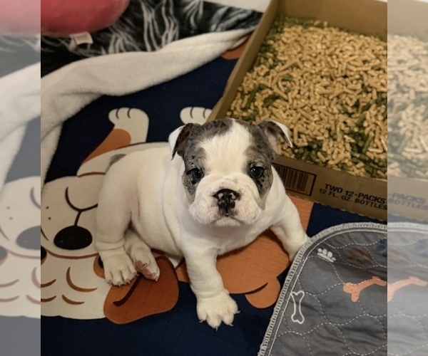 Medium Photo #3 Bulldog Puppy For Sale in HUTCHINSON, KS, USA