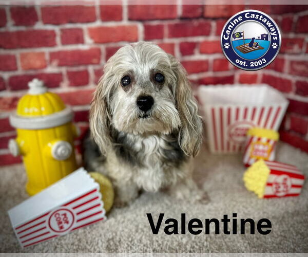 Medium Photo #1 Havanese-Unknown Mix Puppy For Sale in Arcadia, FL, USA