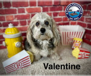 Havanese-Unknown Mix Dogs for adoption in Arcadia, FL, USA