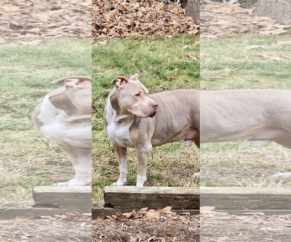 Medium Photo #39 Staffordshire Bull Terrier-Unknown Mix Puppy For Sale in Mount Laurel, NJ, USA