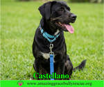 Small #3 Rottweiler-American Pit Bull Terrier