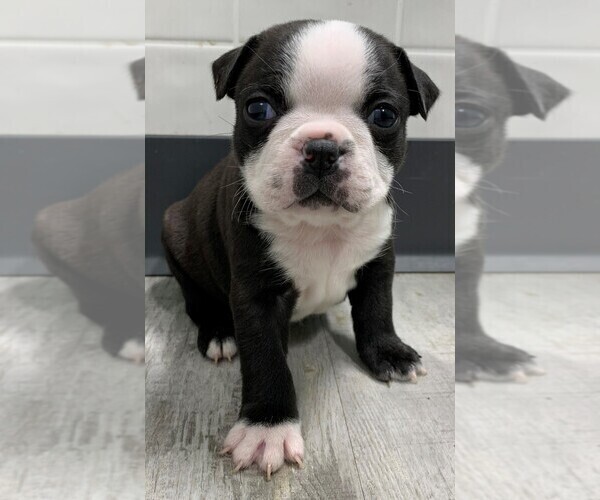 Medium Photo #3 Faux Frenchbo Bulldog Puppy For Sale in CLARE, IL, USA