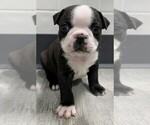 Small Photo #3 Faux Frenchbo Bulldog Puppy For Sale in CLARE, IL, USA
