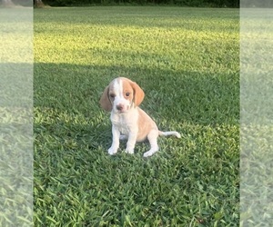 Beagle Litter for sale in WOODBRIDGE, VA, USA