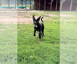 Small #2 Labrador Retriever-Plott Hound Mix