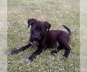 American Pit Bull Terrier-Labrador Retriever Mix Dogs for adoption in Shermans Dale, PA, USA