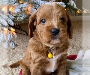 Cavapoo Puppy for sale in FEDERAL, CA, USA