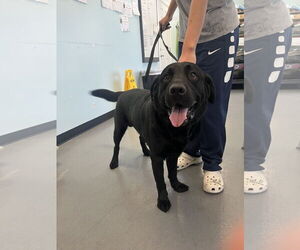 Labrador Retriever Dogs for adoption in Chico, CA, USA