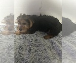 Small #3 Yorkshire Terrier