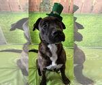 Small #1 American Pit Bull Terrier Mix