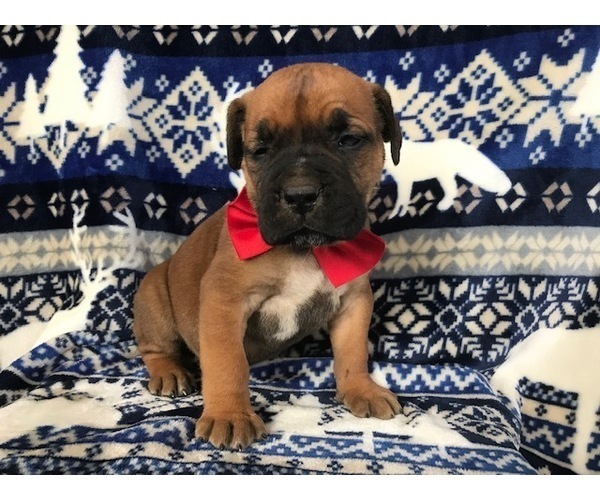 Medium Photo #11 Boerboel Puppy For Sale in CHRISTIANA, PA, USA