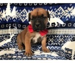 Small Photo #11 Boerboel Puppy For Sale in CHRISTIANA, PA, USA